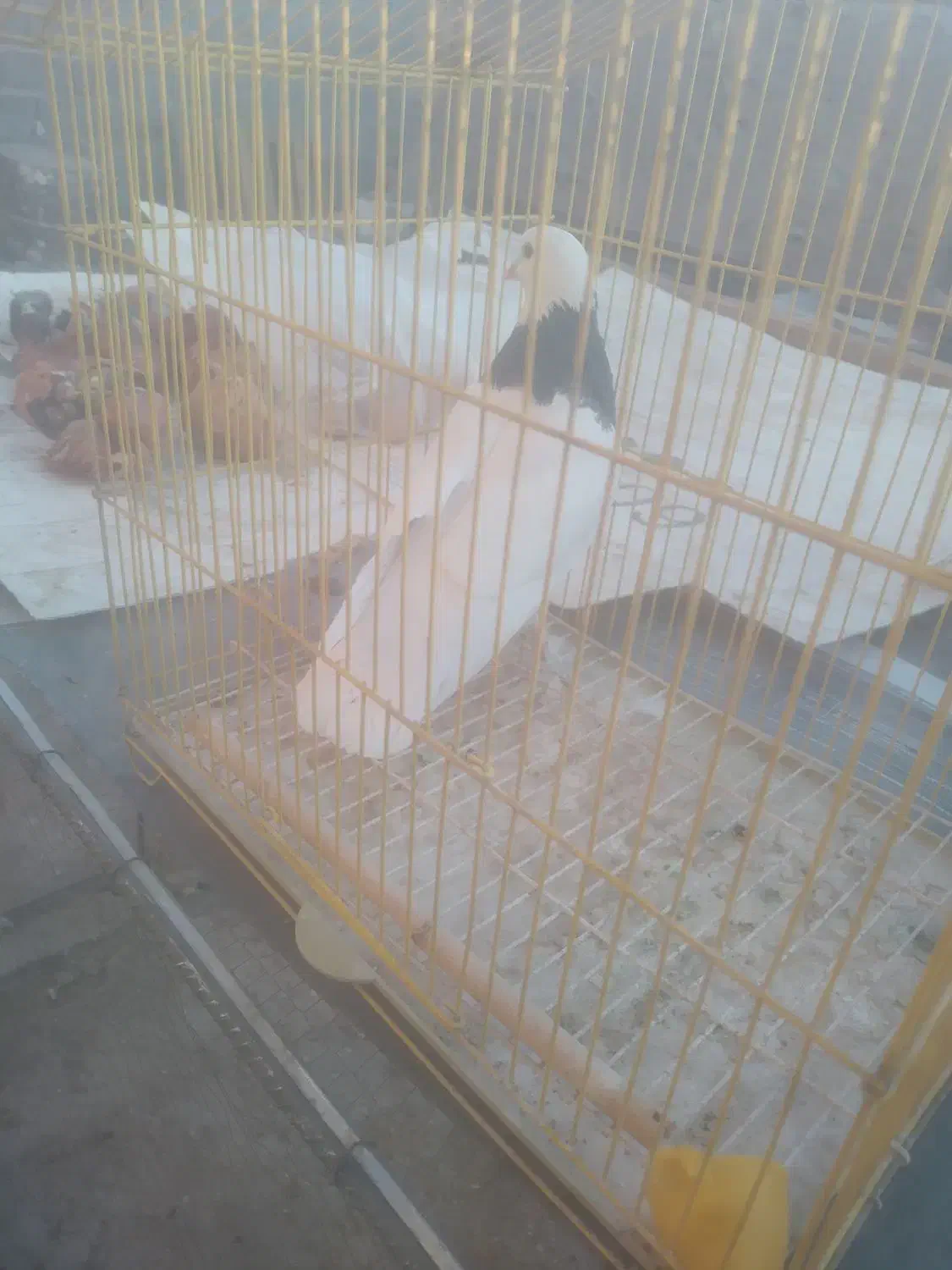 ماده طوقی|پرنده|بردسیر, |دیوار