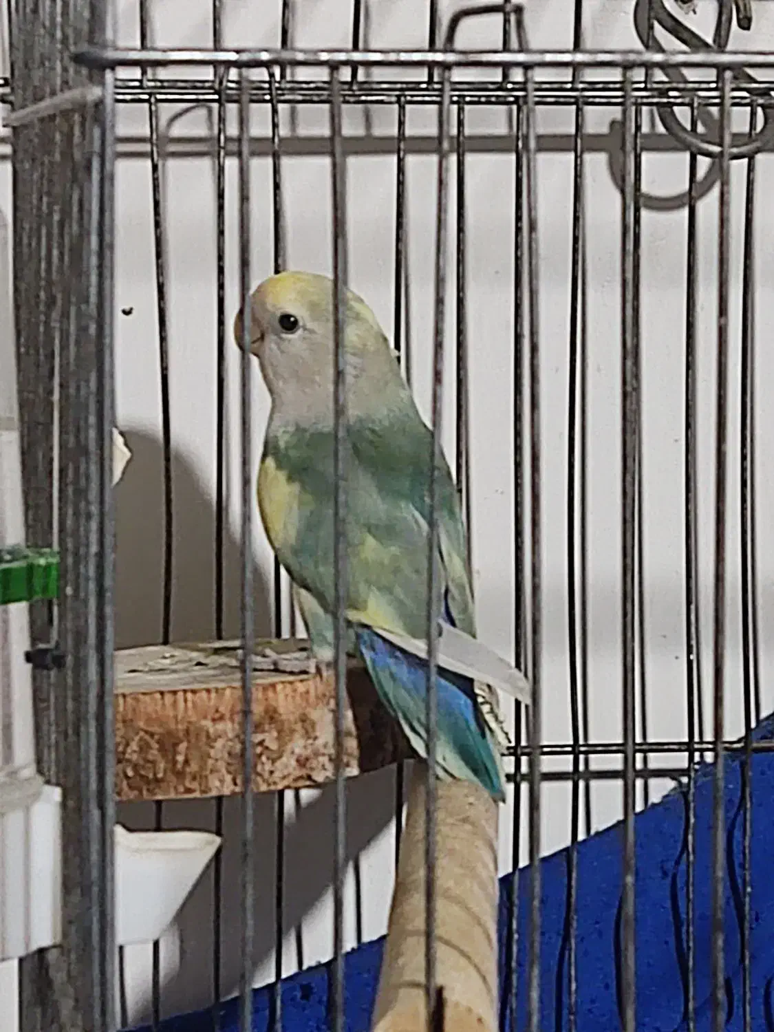 طوطی برزیلی نر|پرنده|املش, |دیوار