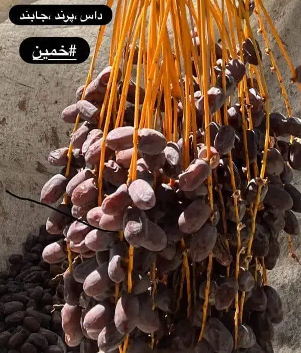 فروش‌‌‌کلوته‌مضافتی|خوردنی و آشامیدنی|جیرفت, |دیوار