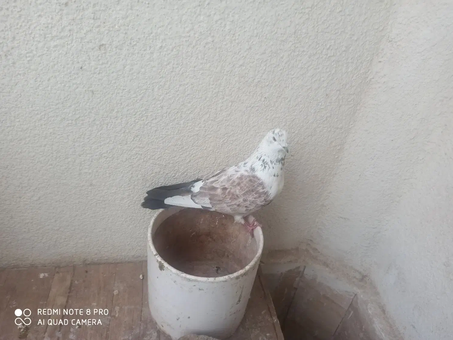 کبوتر تهرانی نر|پرنده|پرند, فاز ۵|دیوار