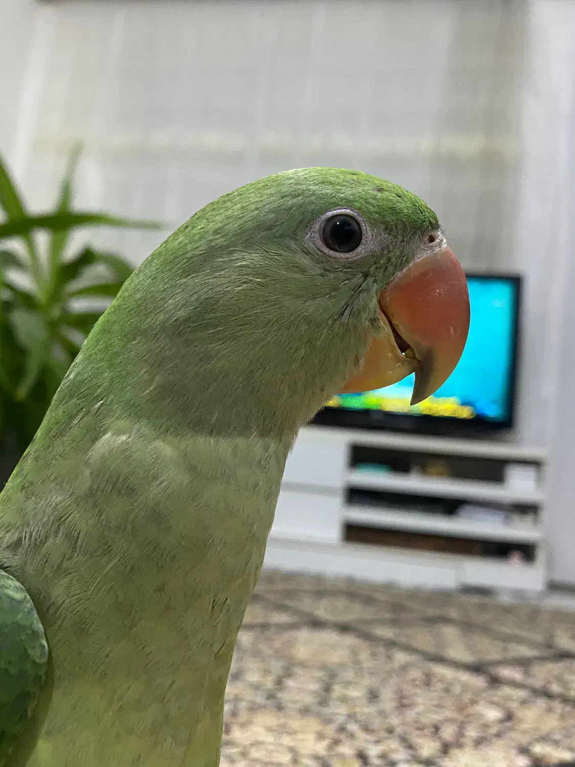 گمشده شاه طوطی|حیوانات|قزوین, |دیوار