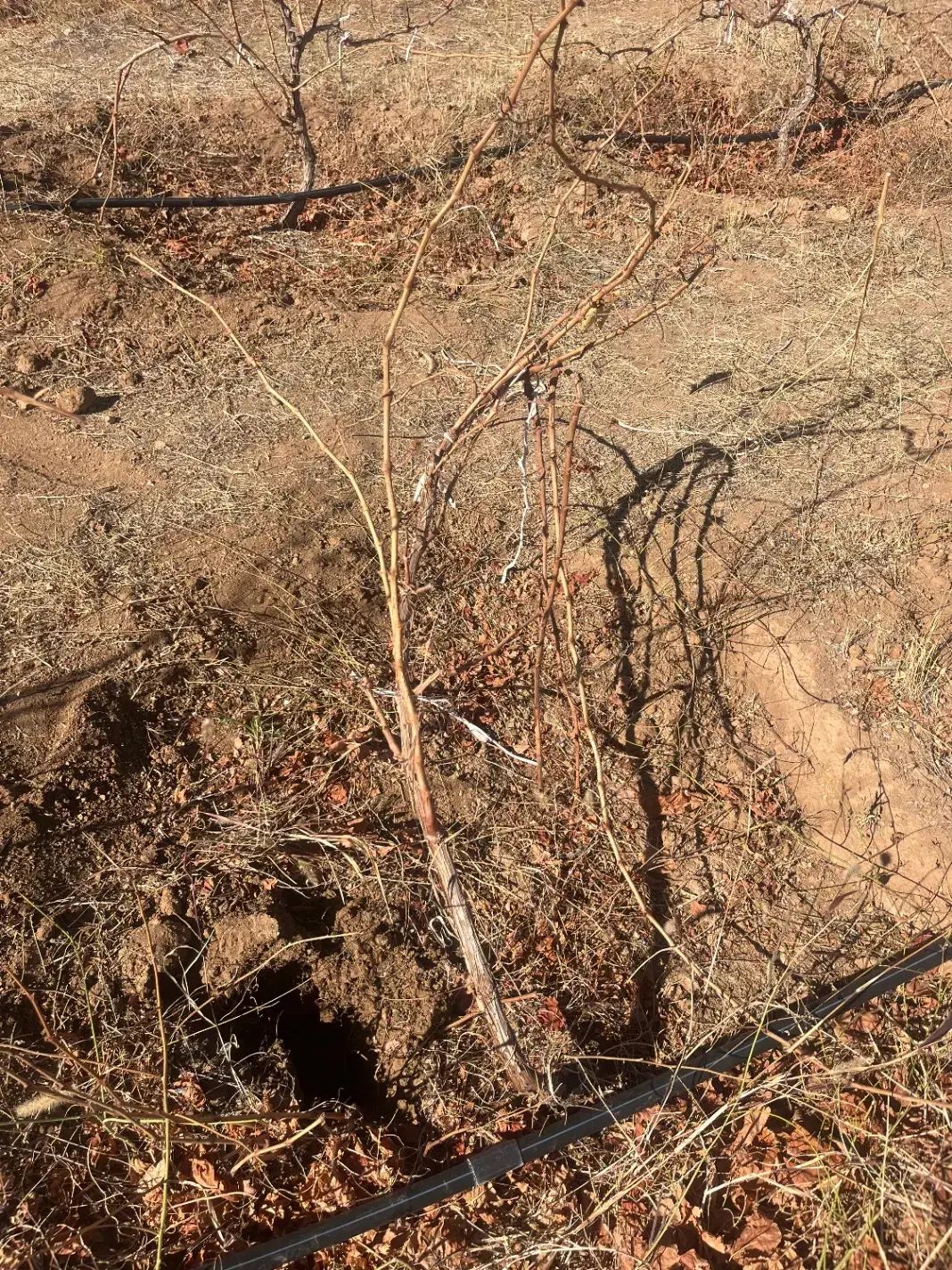 انگور قرمز|خدمات باغبانی و درختکاری|انزل, |دیوار