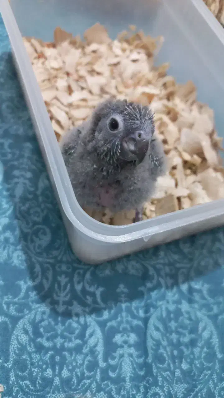 گرینچیک سرلاکی|پرنده|تبریز, |دیوار