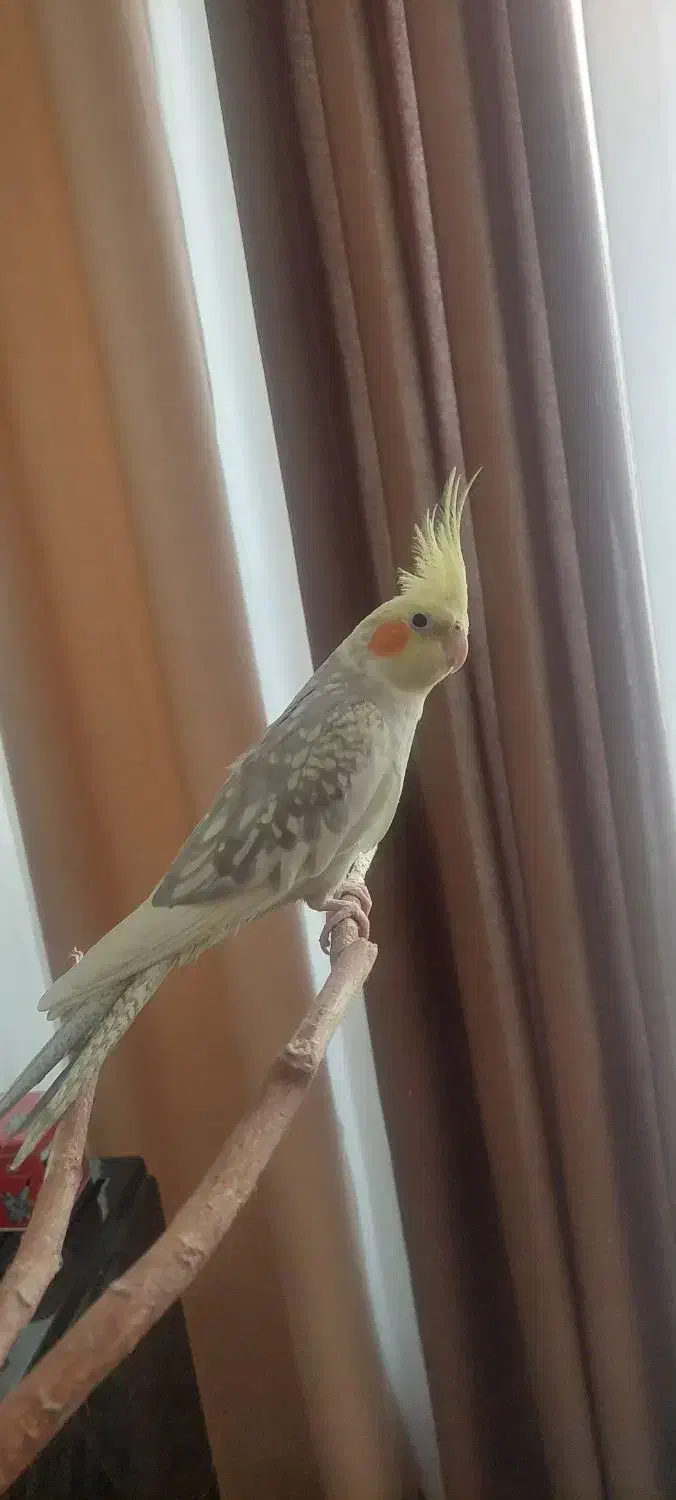 عروسی هلندی ماده ۷ ماهه|پرنده|کرج, مصباح|دیوار