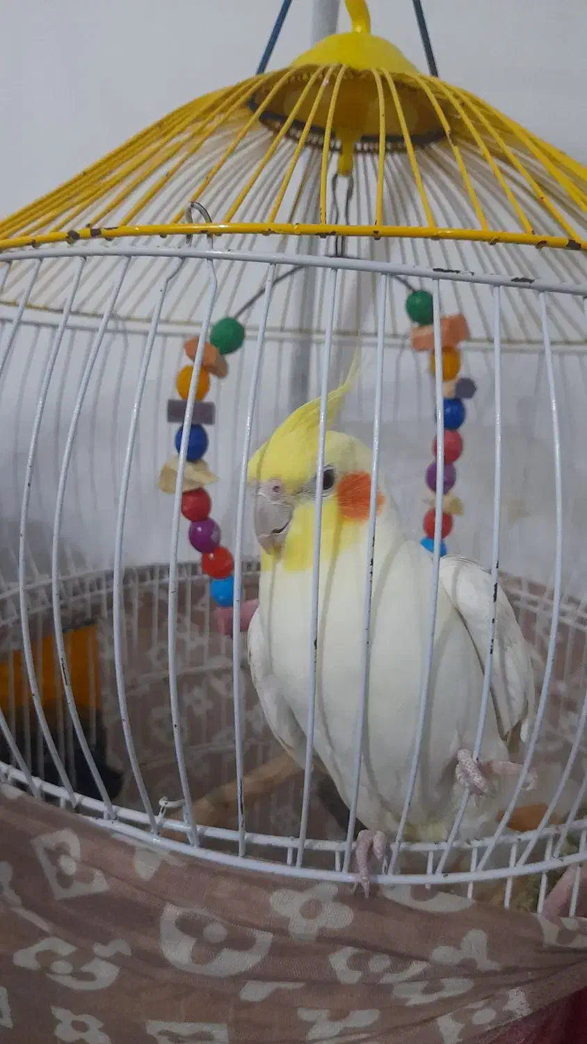 عروس هلندی سخن گو|پرنده|رضوانشهر, |دیوار