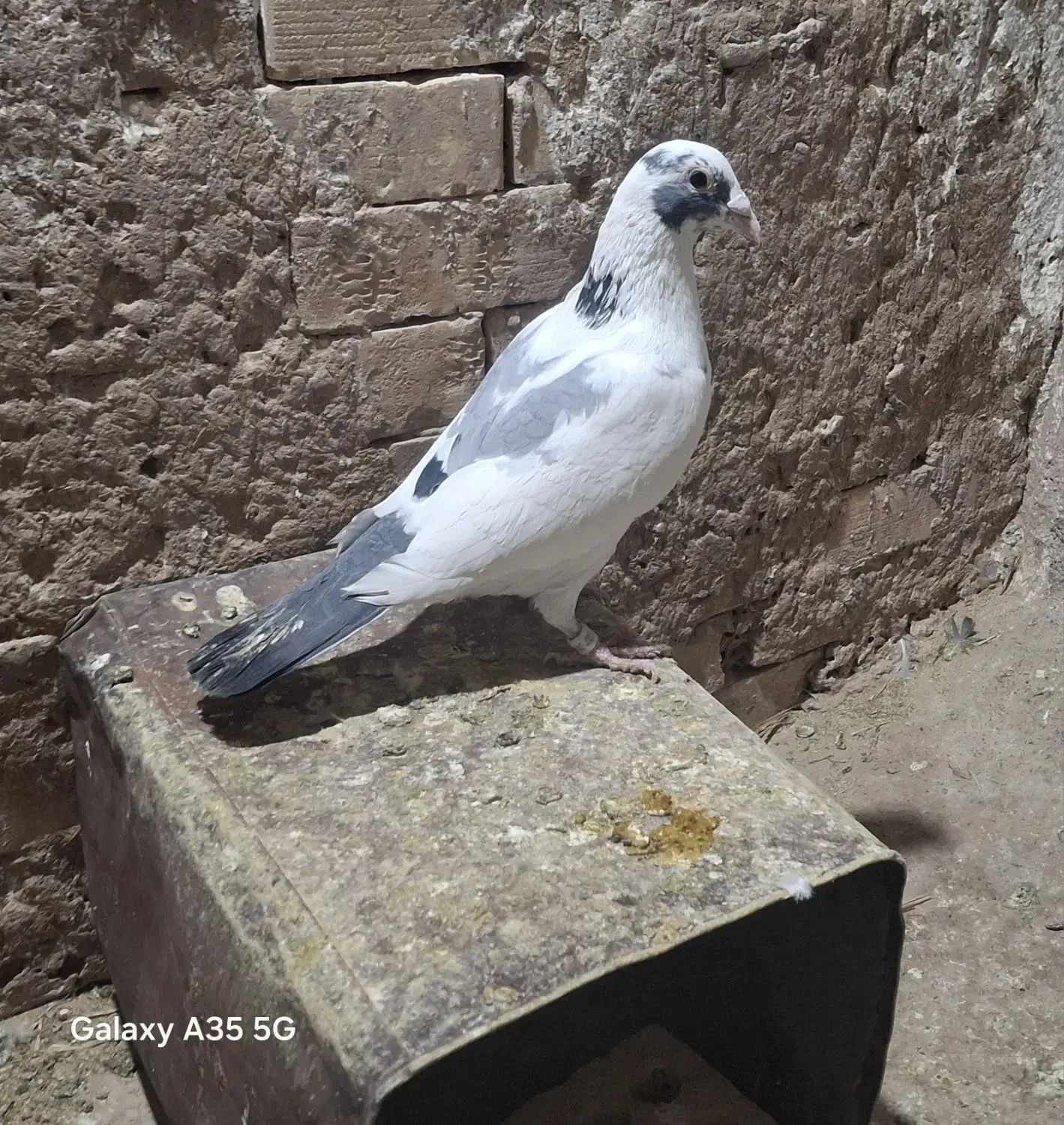 کبوتر سار|پرنده|مشهد, شیرحصار|دیوار