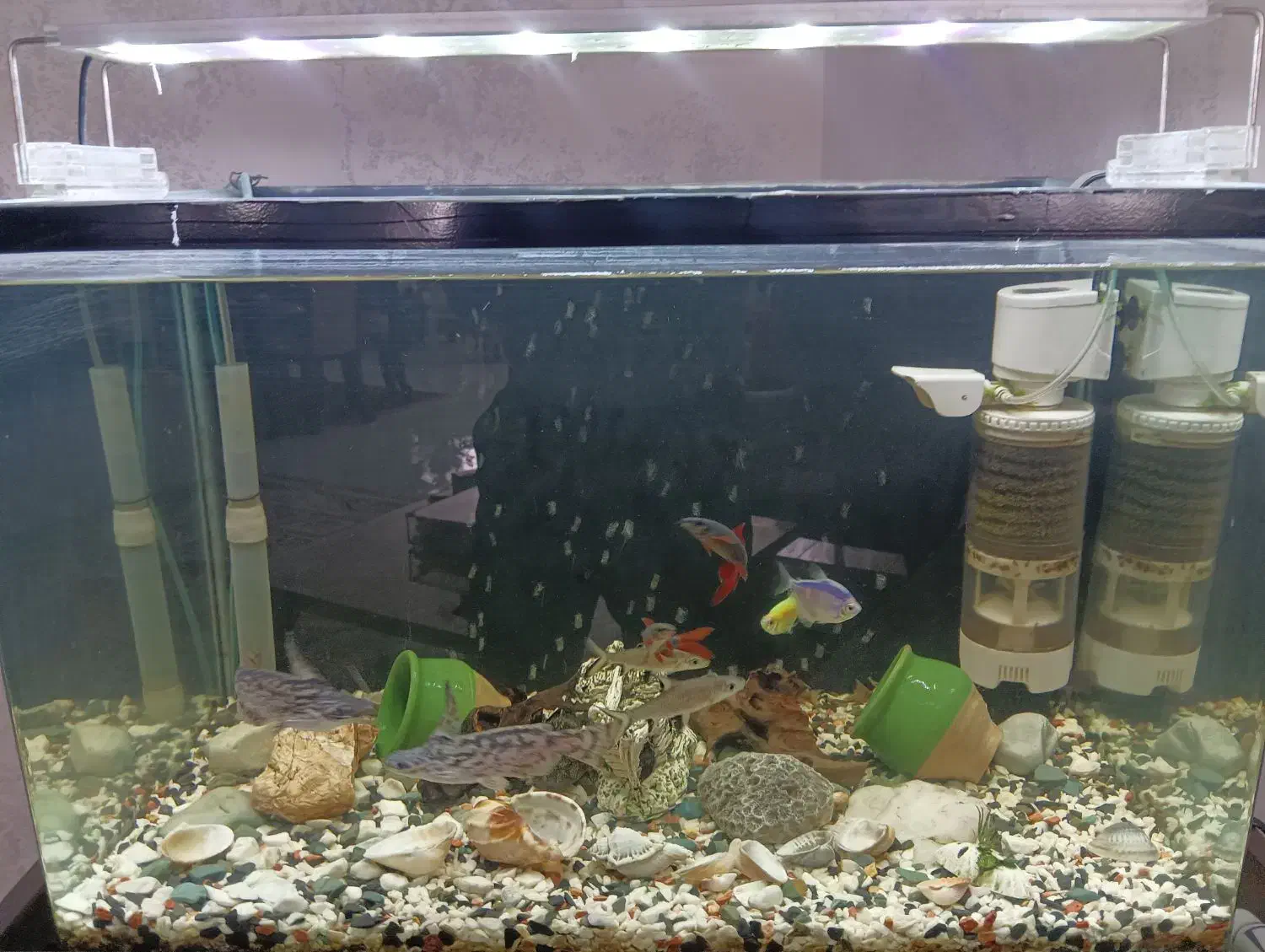 آکواریوم با ماهی و تجهیزات|ماهی|ری, اقدسیه|دیوار