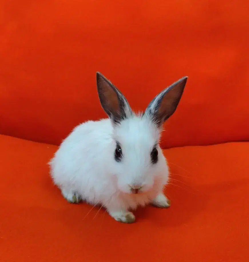 خرگوش|موش و خرگوش|آبادان, |دیوار