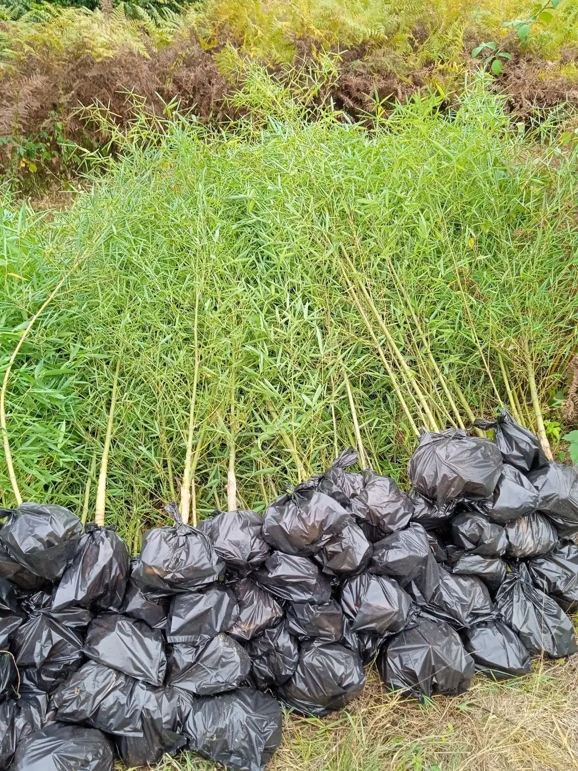 تولید و فروش مستقیم خیزران با بهترین کیفیت|گل و گیاه طبیعی|رشت, لاکان شهر|دیوار