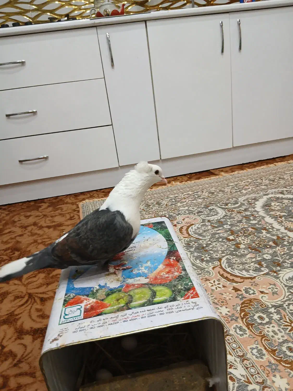 ماده کلاغ سبز|پرنده|مشهد, شهید آوینی|دیوار