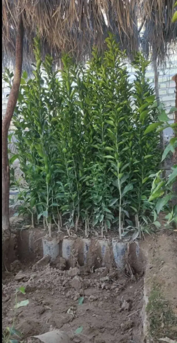 نارنج درجه یک|گل و گیاه طبیعی|شیراز, صنایع الکترونیک|دیوار