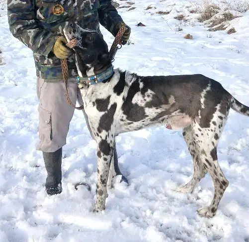 سگ افغان گریت دین|سگ|مشهد, توس فردوسی|دیوار