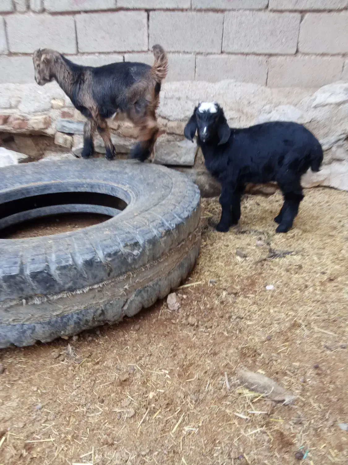 یک عدد بز دوقلو زا بادو کهره نر فروشی|حیوانات مزرعه|خرامه, |دیوار