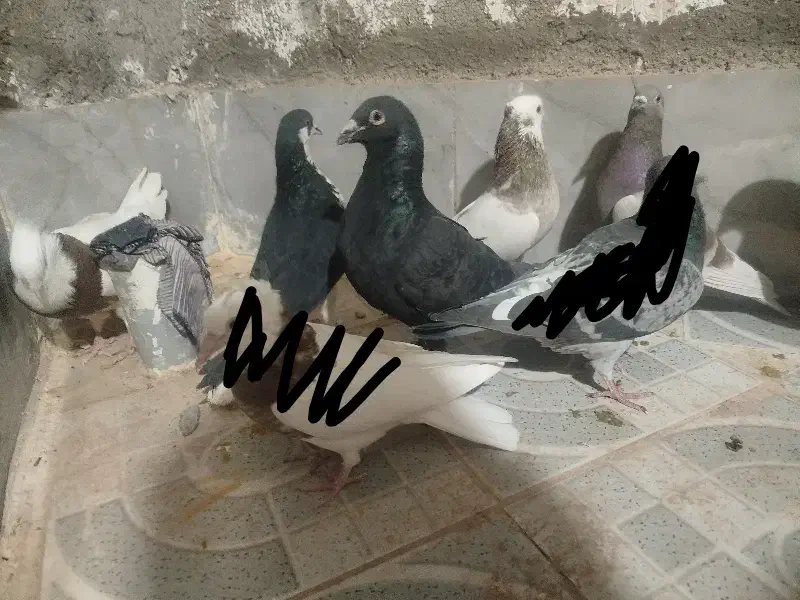 کفتر|پرنده|نصر آباد, |دیوار