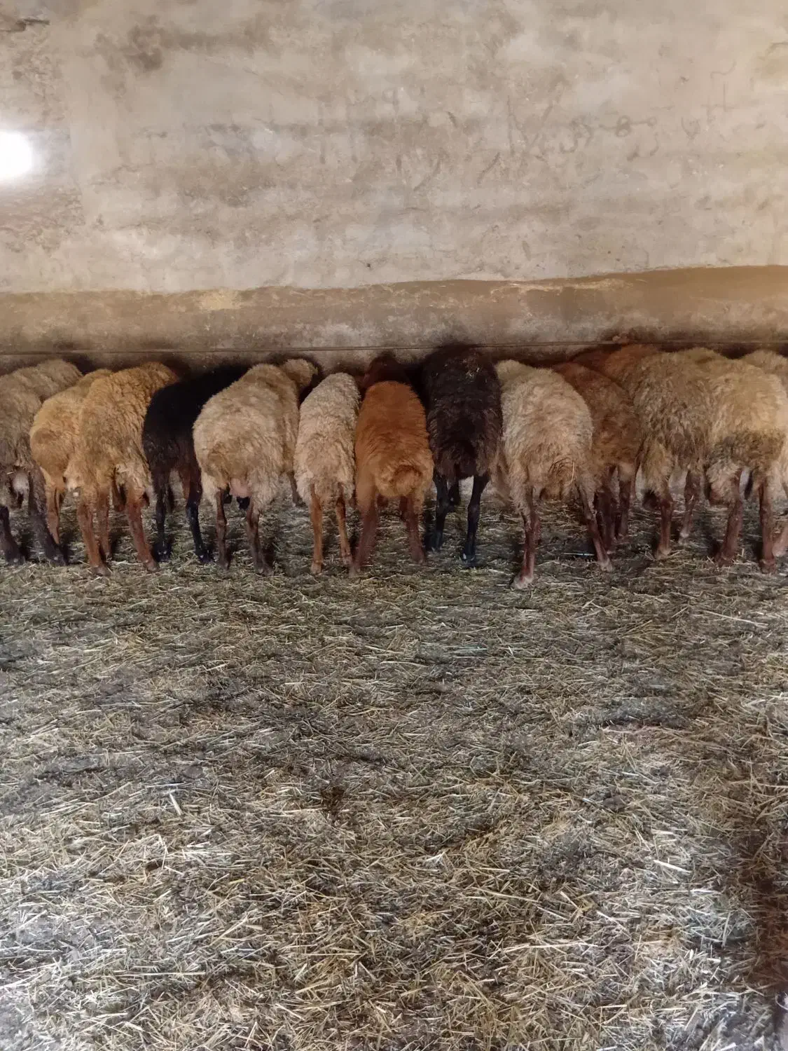 گوسفند داشتی و ابستن|حیوانات مزرعه|کیاسر, |دیوار