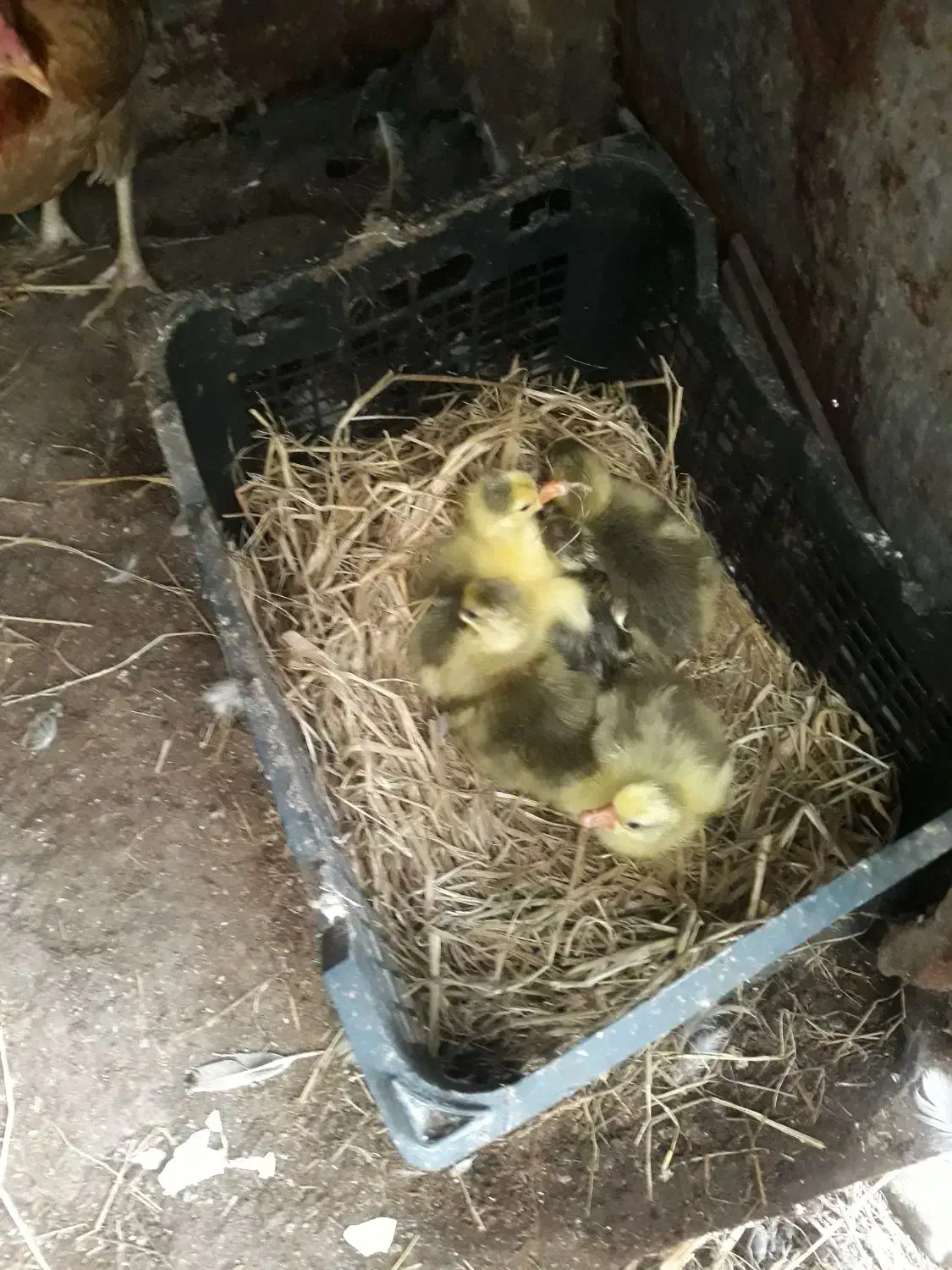 جوجه غاز محلی (کوچصفهان)|حیوانات مزرعه|رشت, حومه رشت|دیوار