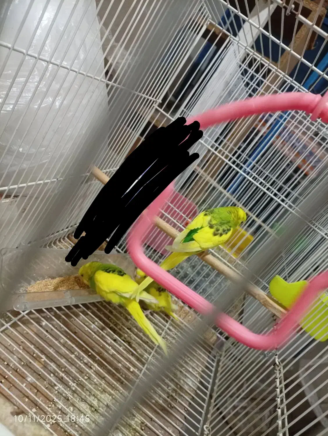 مرغ‌عشق‌دانه‌صد|پرنده|مشهد, شهید علی محمدی|دیوار