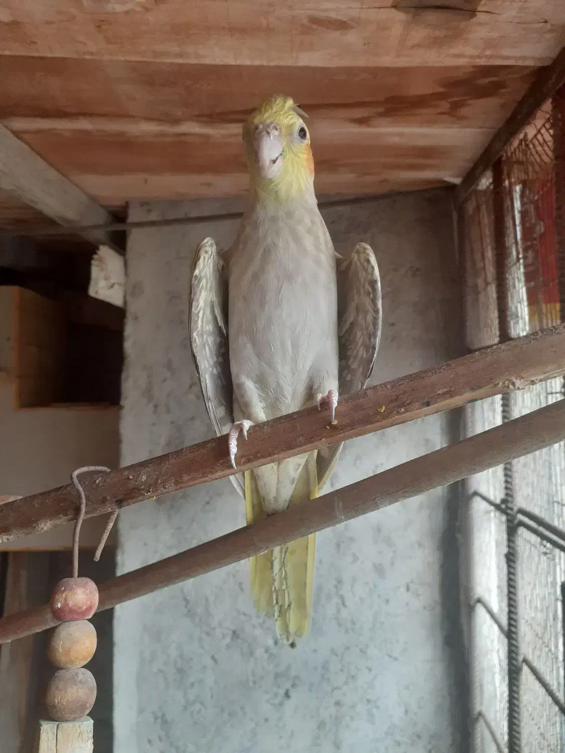 عروس هلندی مرواریدی ماده|پرنده|درگهان, |دیوار