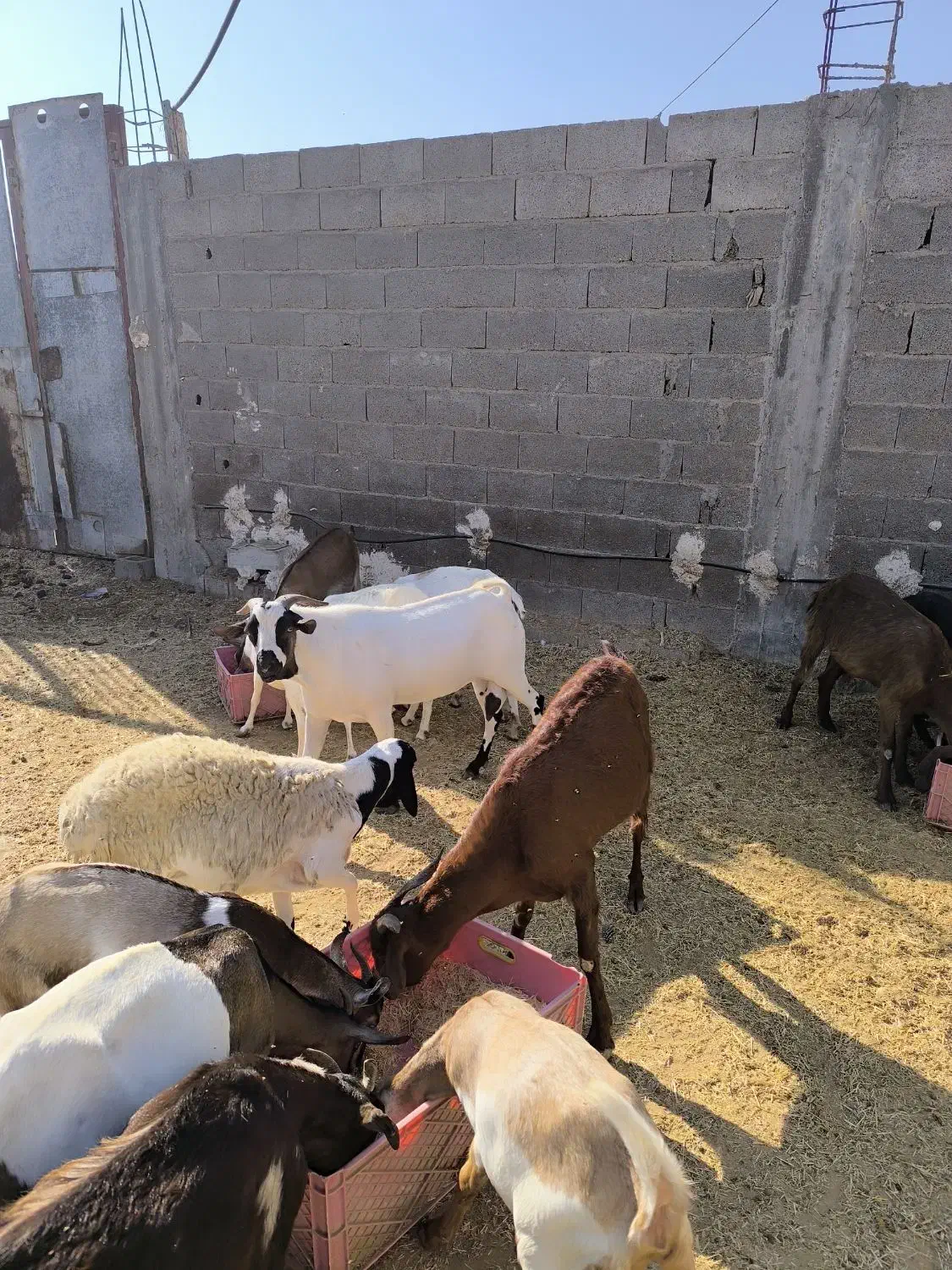 بز پازن میش|حیوانات مزرعه|پارسیان, |دیوار