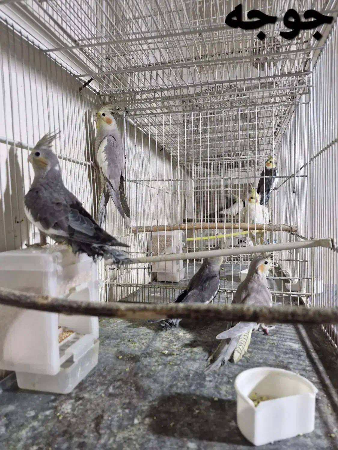 عروس هلندی|پرنده|شیروان (خراسان), |دیوار