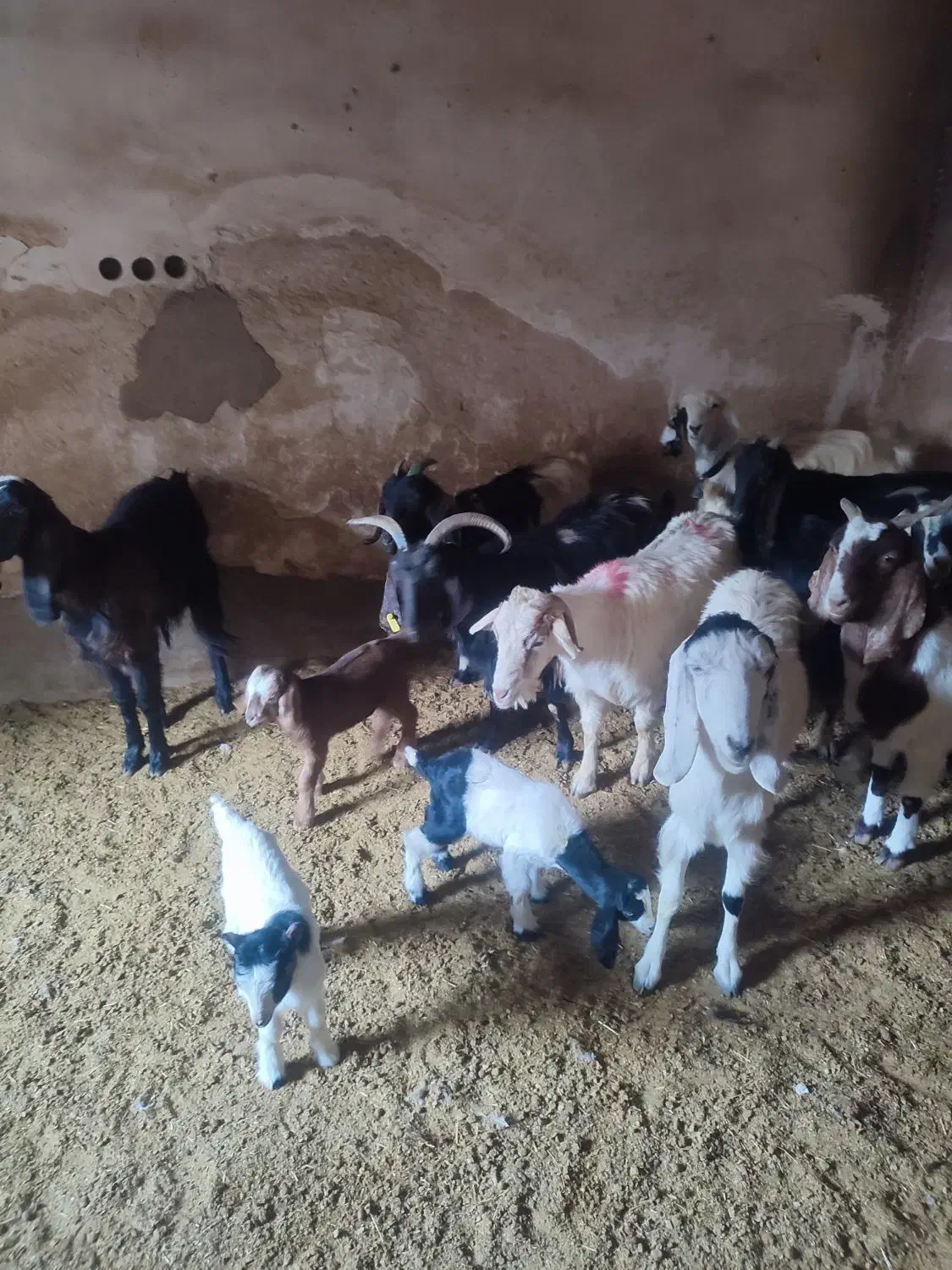 بره و بزغاله خوراک خور میش بز زاییده قوچ چپش|حیوانات مزرعه|قم, شهر قائم|دیوار