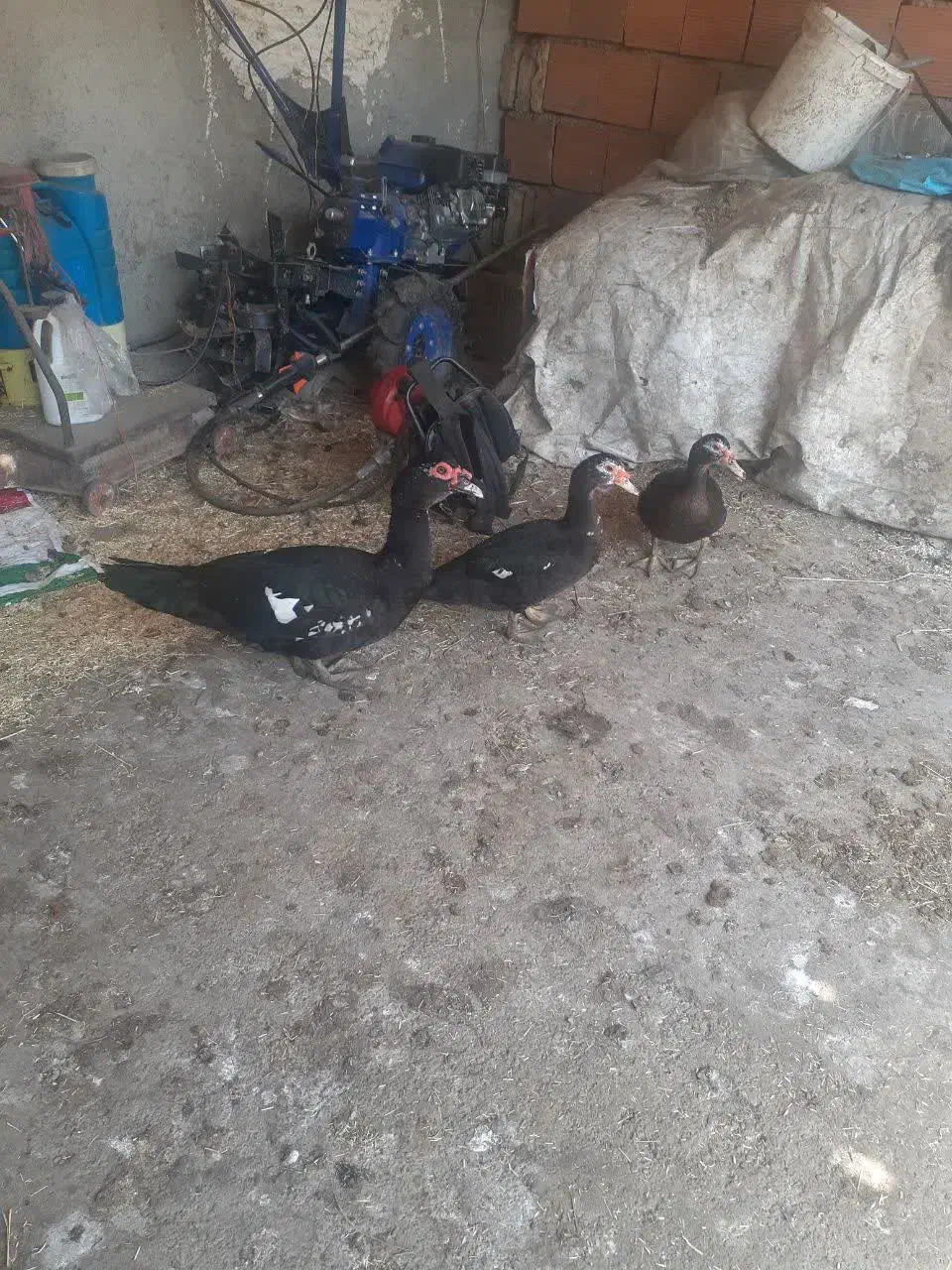 اردک خارجی نر و ماده|حیوانات مزرعه|ساری, |دیوار