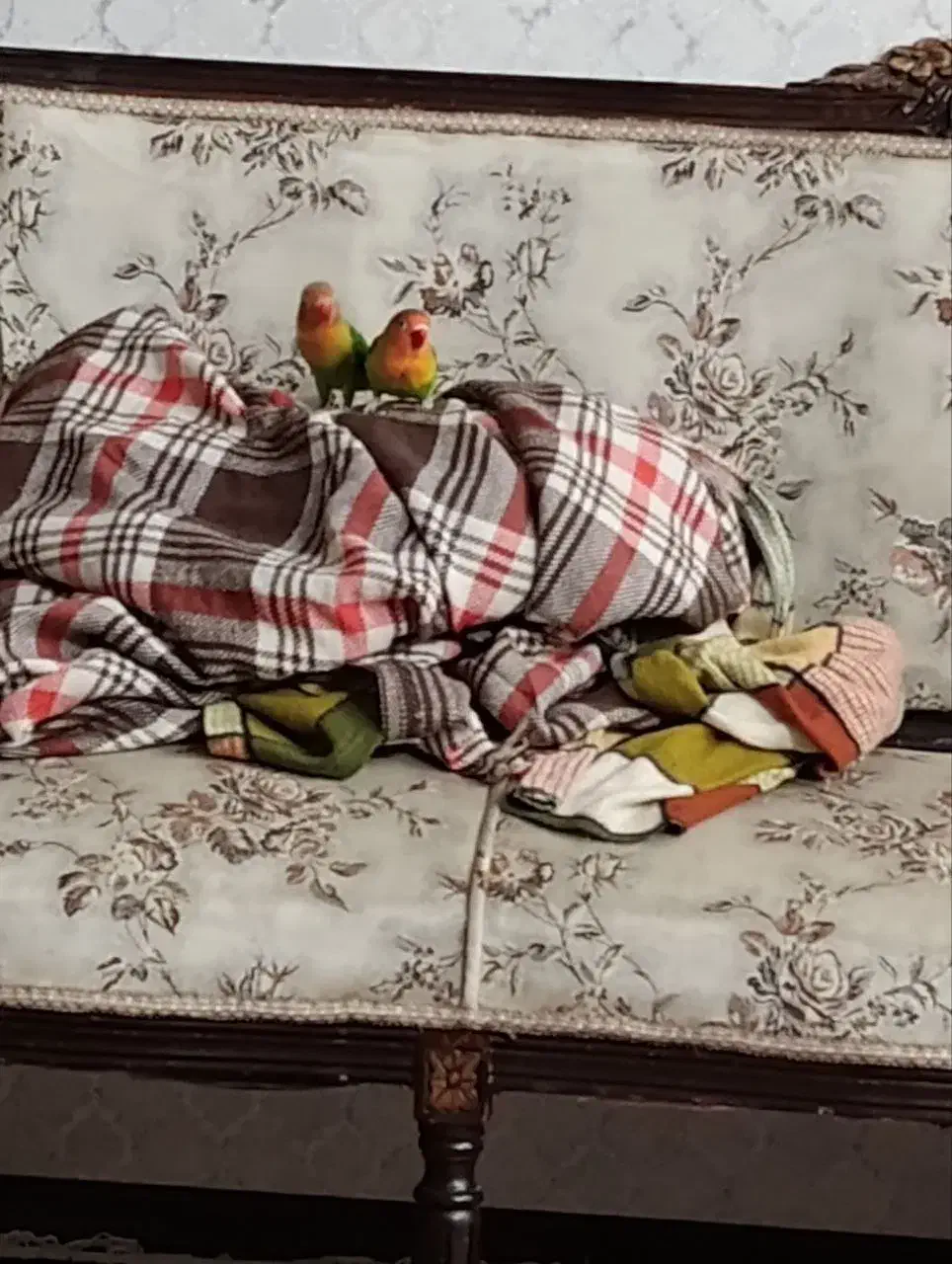 طوطی برزیلی فیشر|پرنده|قزوین, |دیوار