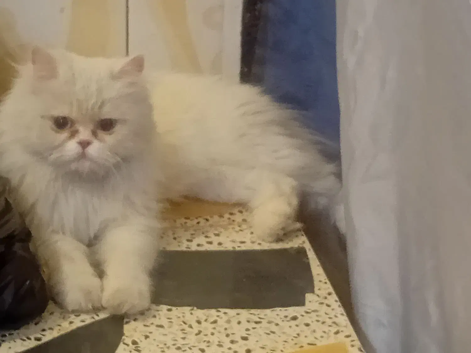 کربه|گربه|ایرانشهر, |دیوار