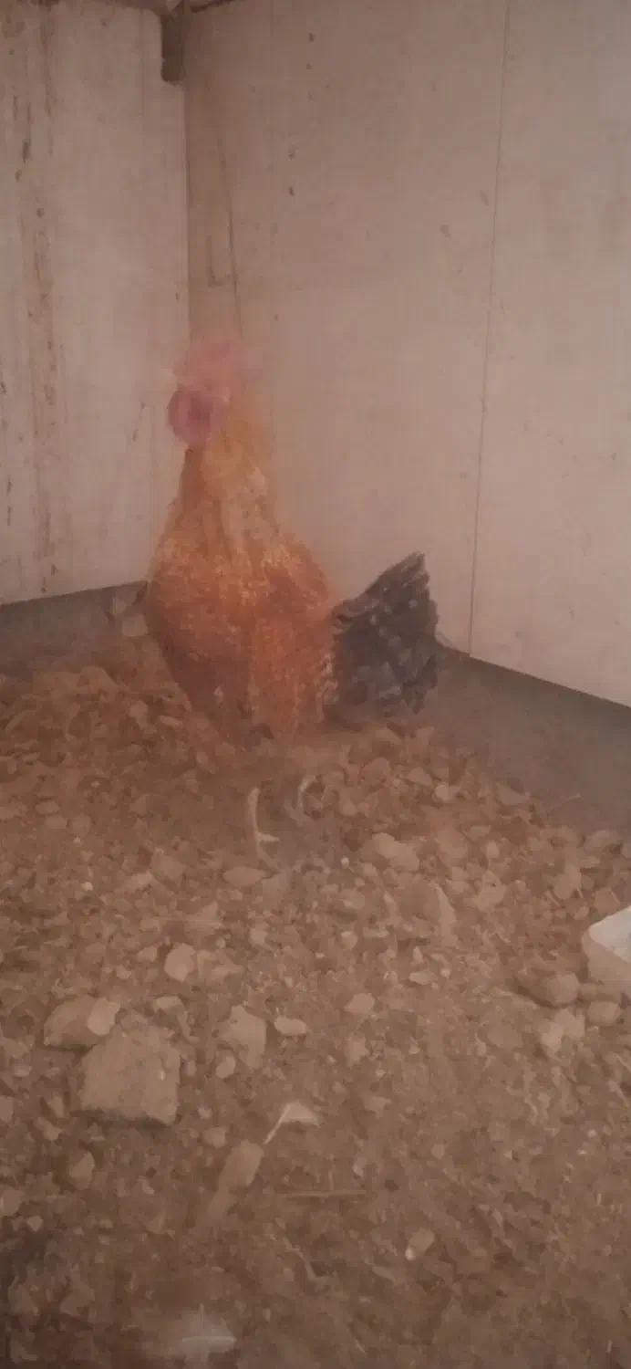 خروس|حیوانات مزرعه|کیار, |دیوار