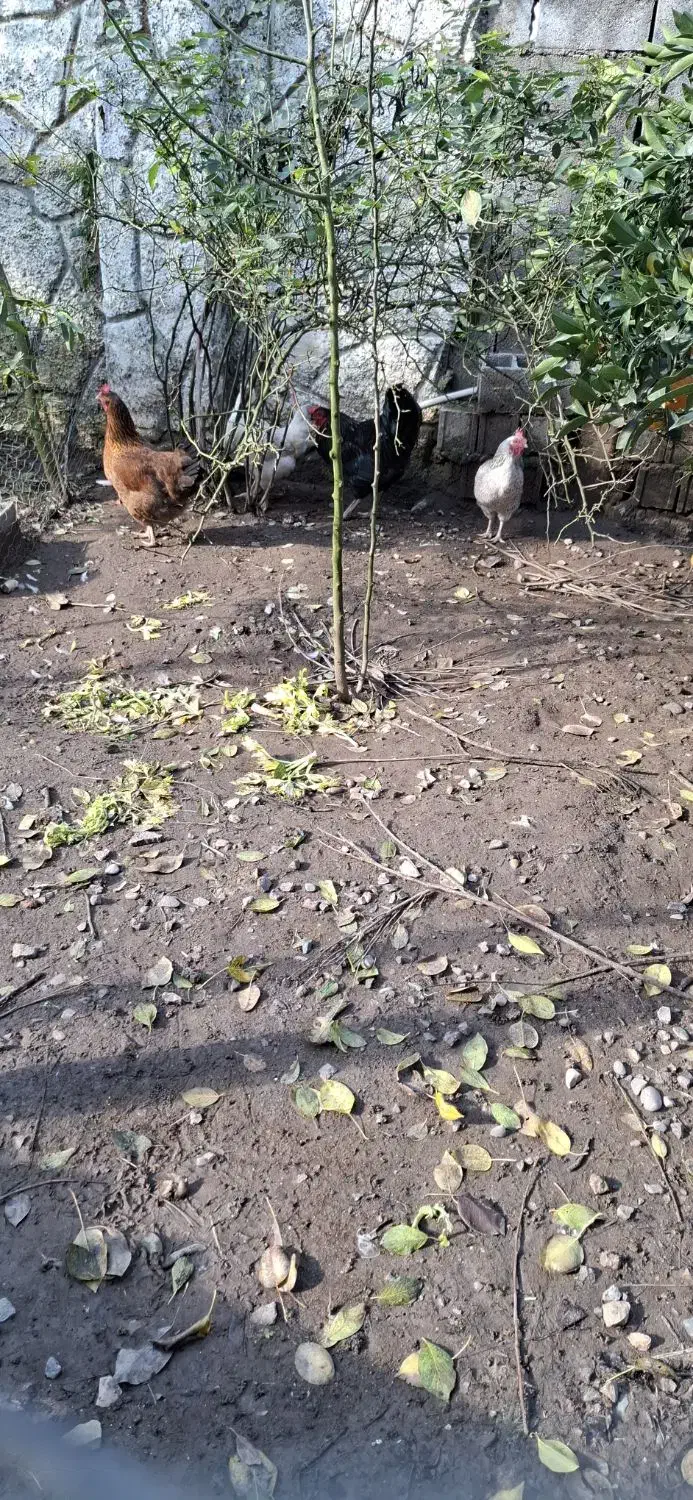 مرغ و خروس سنگین|حیوانات مزرعه|چاف و چمخاله, |دیوار