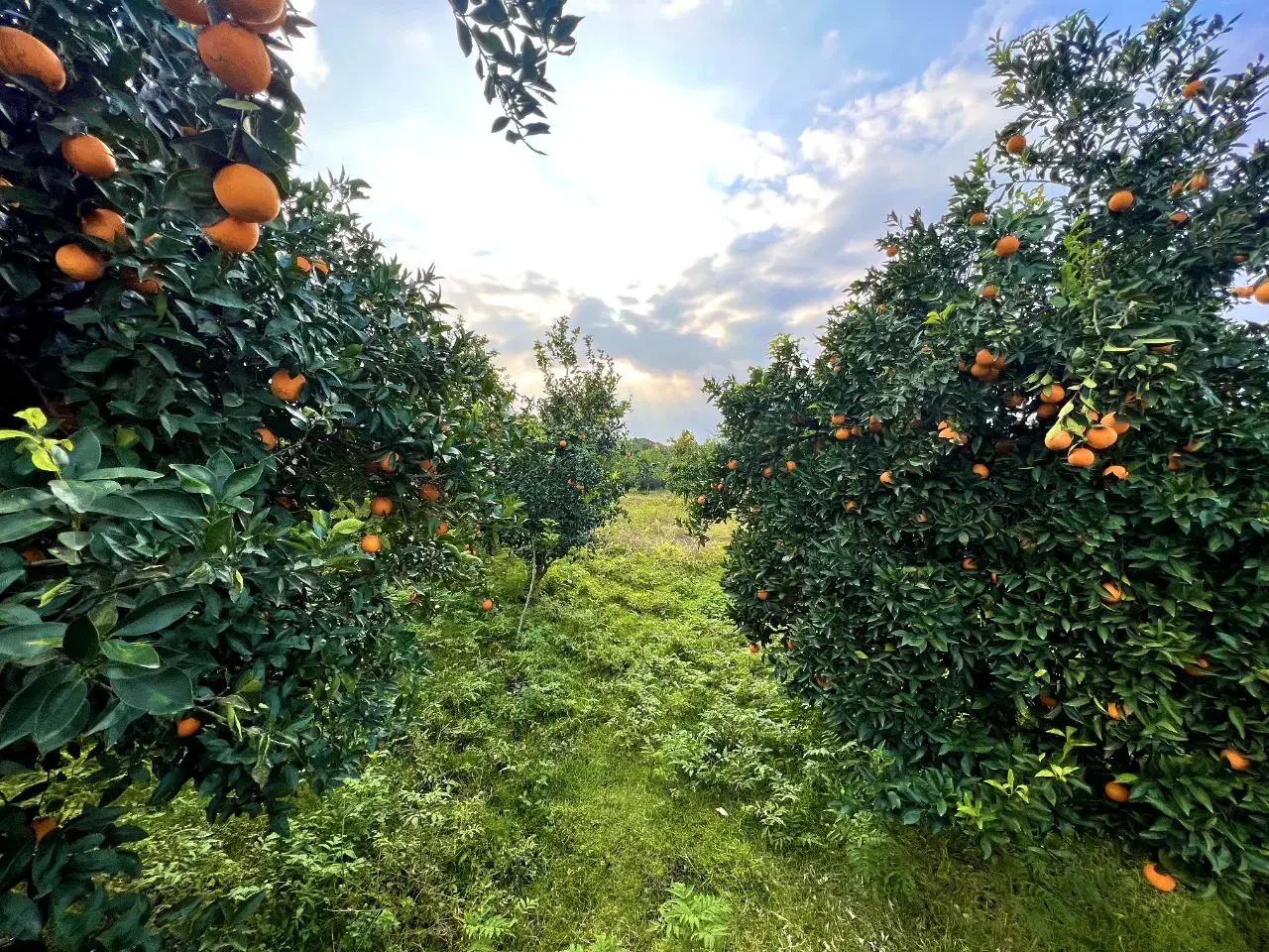 فروش زمین و باغ مرکبات برای سرمایه گذاری|فروش زمین و ملک کلنگی|امامزاده عبدالله, |دیوار