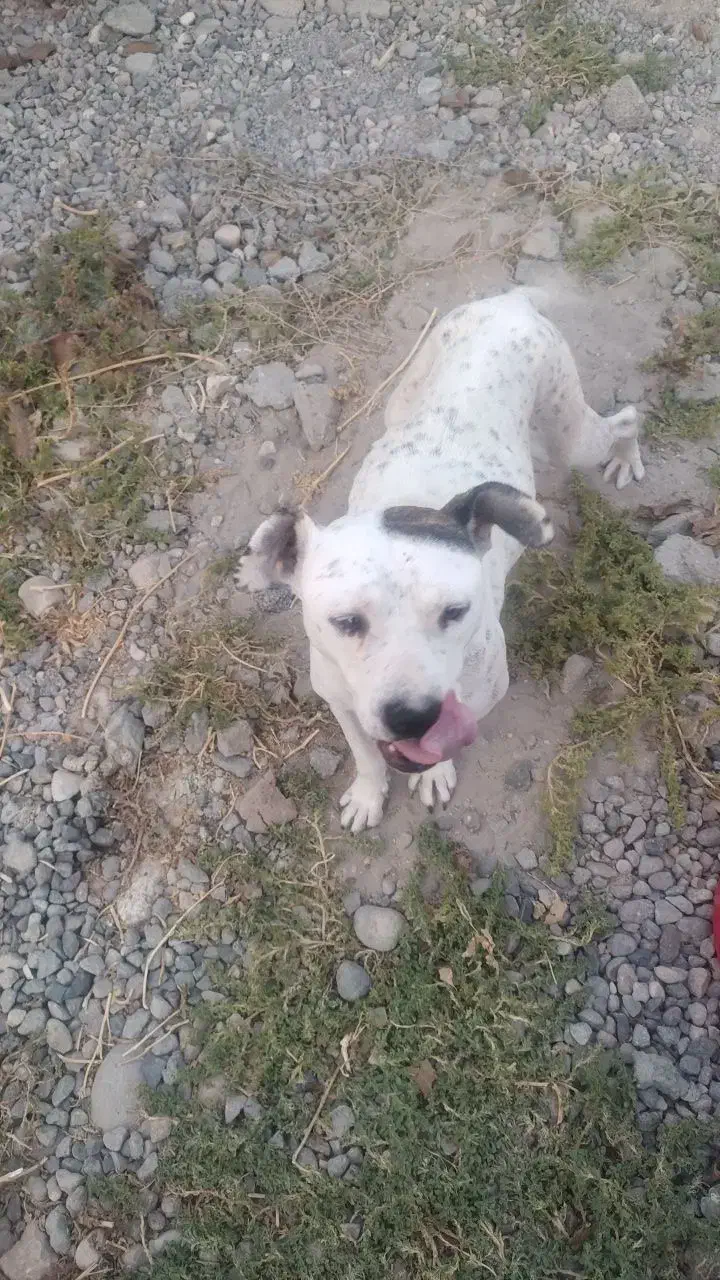 واگذاری پیتبول|سگ|بناب, |دیوار