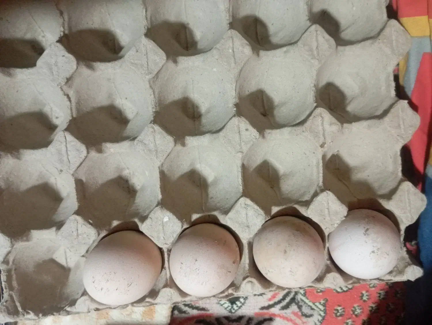 تخم مرغ لاری نطفه دار|حیوانات مزرعه|اقبالیه, |دیوار