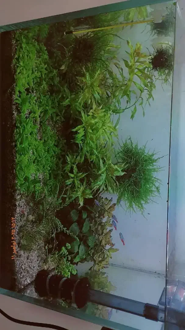 آکواریوم|ماهی|بندر ماهشهر, |دیوار