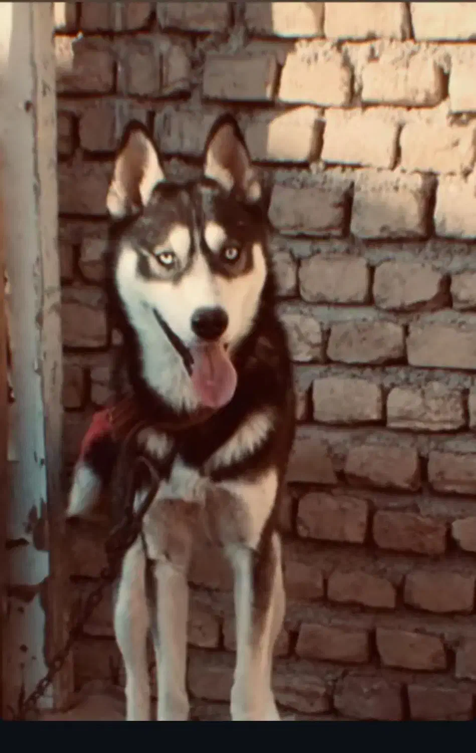 هاسکی|سگ|تربت‌حیدریه, بالا ولایت|دیوار