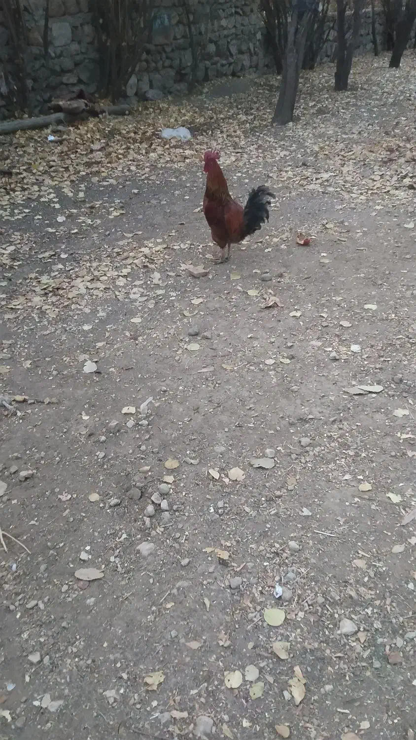 خروس محلی|حیوانات مزرعه|سیسخت, |دیوار