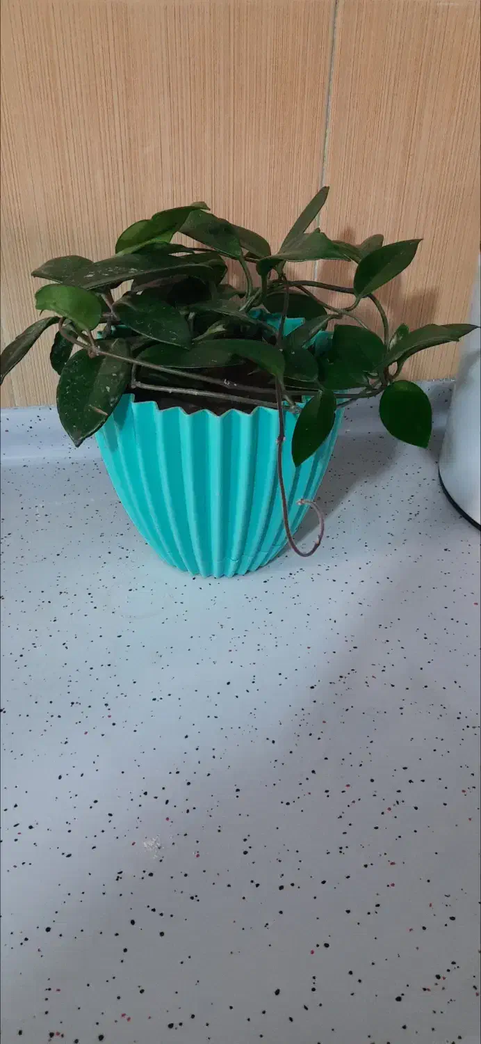 گلهای هویا|گل و گیاه طبیعی|کاشمر, |دیوار