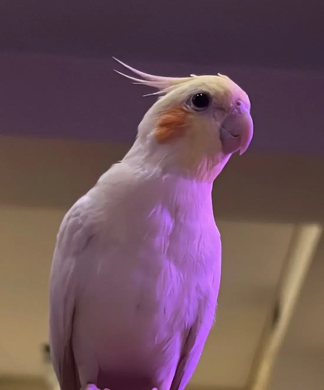 عروس هلندی گم شده|پرنده|تهران, قیطریه|دیوار