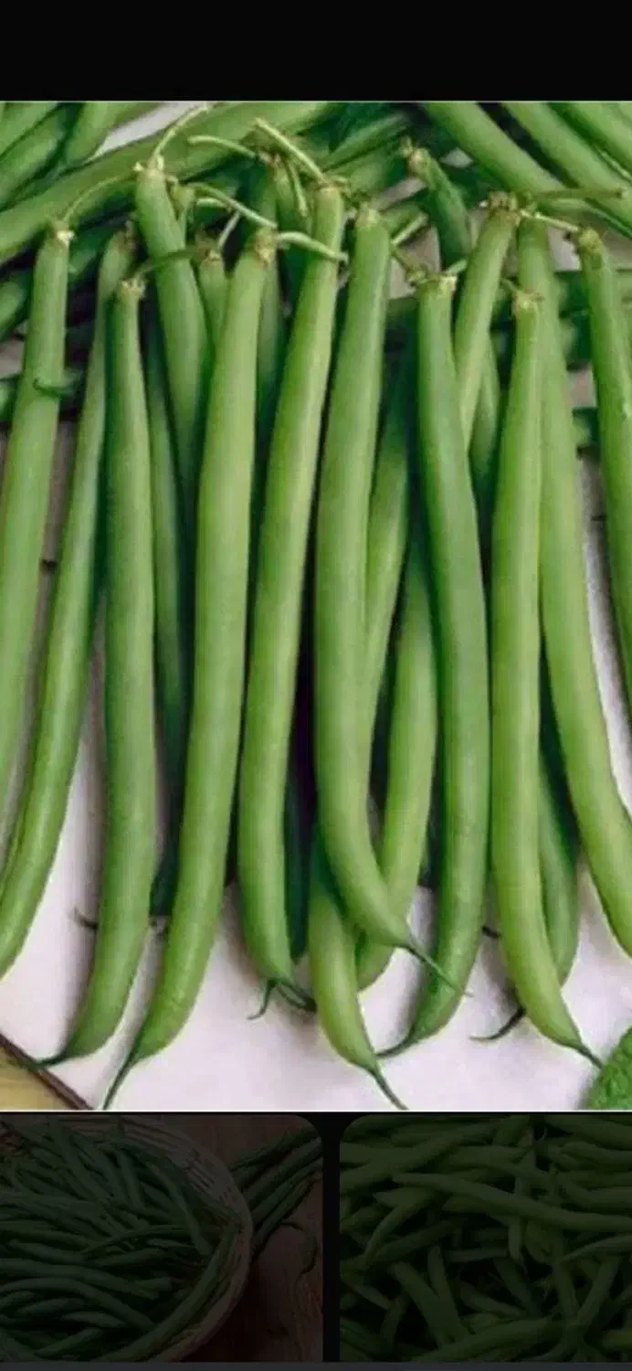 بذر لوبیا سبز|خدمات باغبانی و درختکاری|سملقان, |دیوار