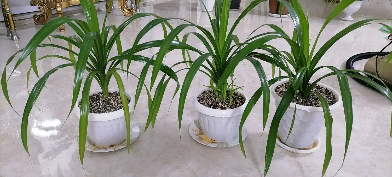 گل پاندانوس|گل و گیاه طبیعی|مشهد, هفت تیر (نه دره)|دیوار