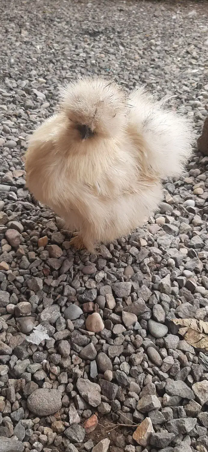 مرغ و خروس ابریشمی|حیوانات مزرعه|کیاشهر, |دیوار