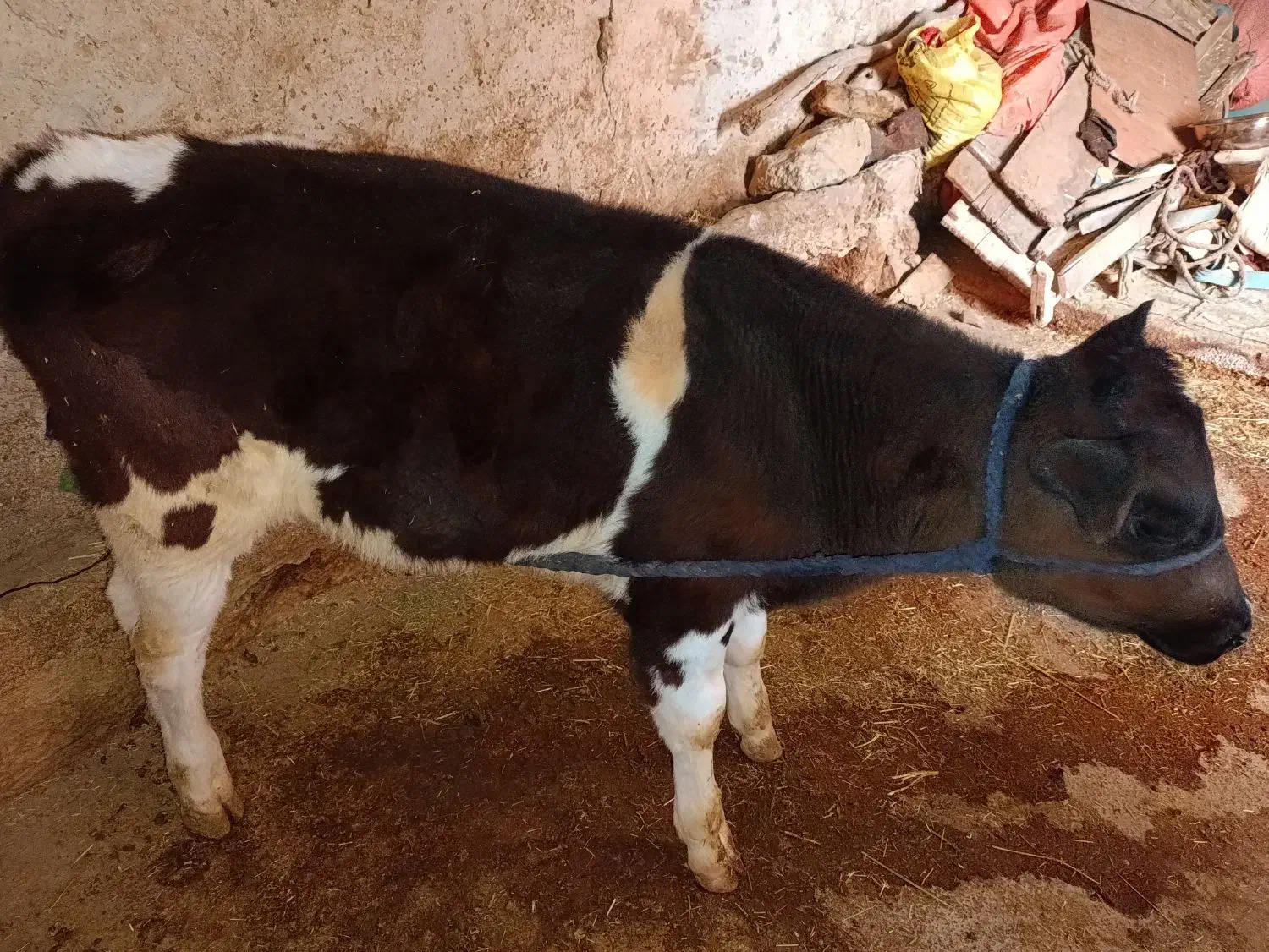 گوساله|حیوانات مزرعه|دهدشت, |دیوار