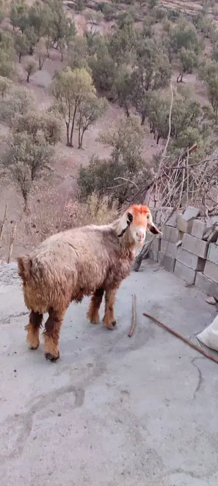 قوچ بختیاری|حیوانات مزرعه|دیشموک, |دیوار