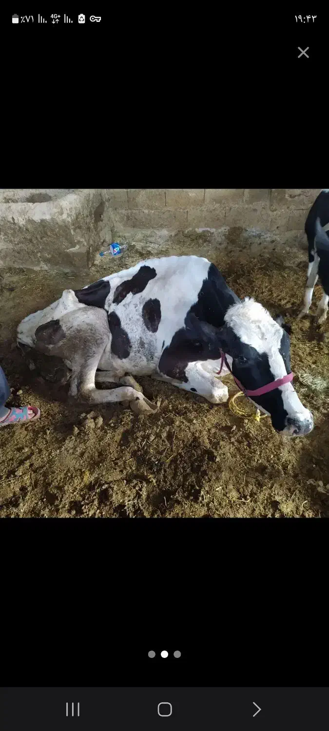 کسل حال گاو گوساله فروش خرید|حیوانات مزرعه|قروه, |دیوار