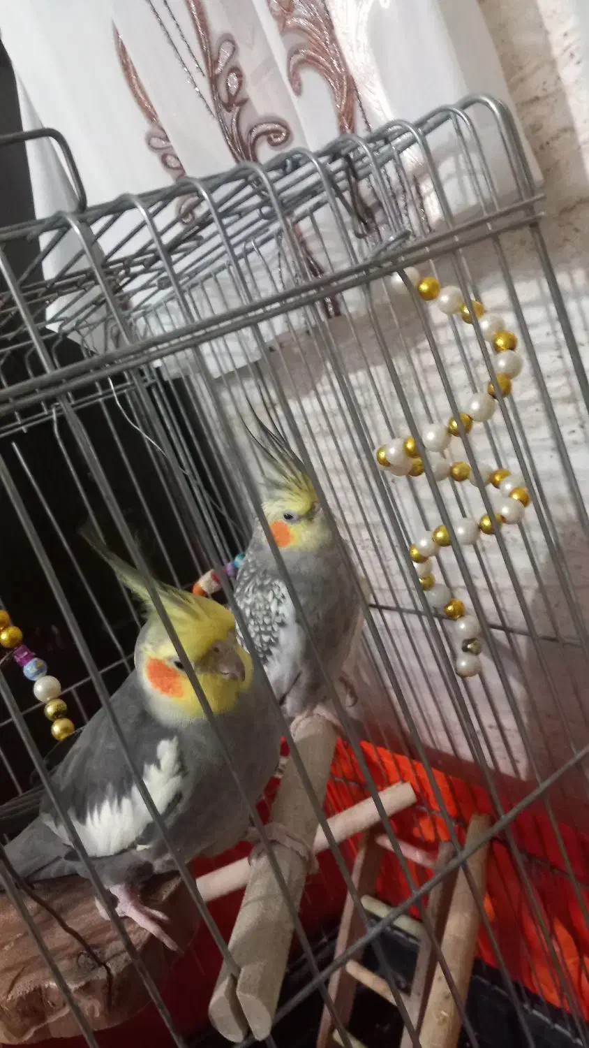 پرنده عروس|پرنده|ماهدشت, |دیوار