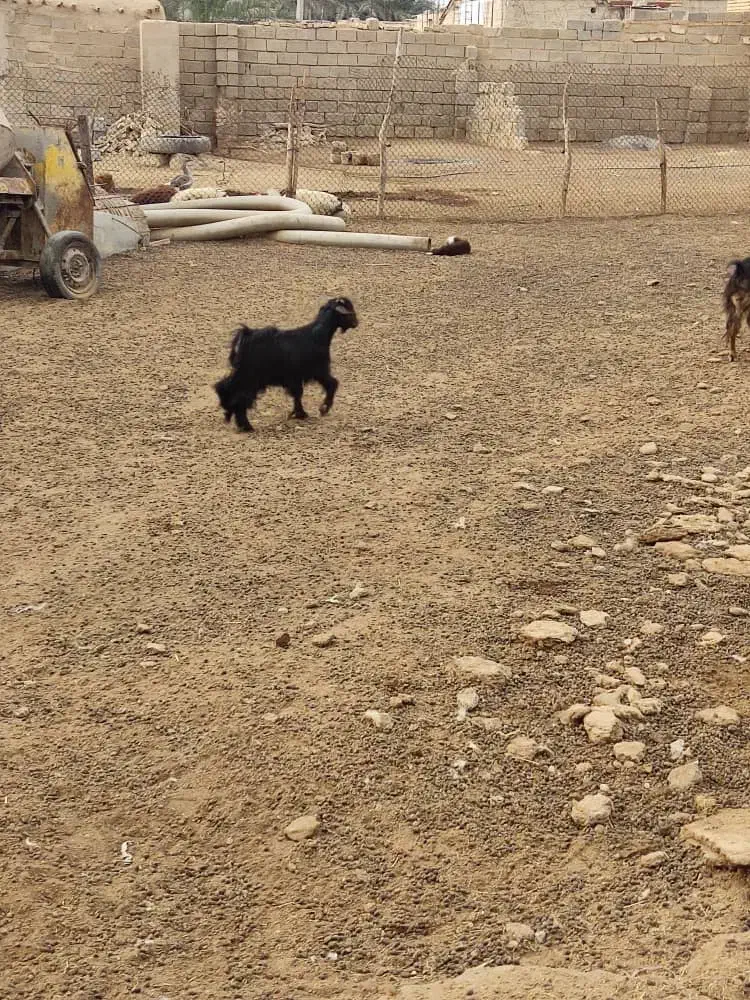 کهره نر|حیوانات مزرعه|بندر ماهشهر, |دیوار