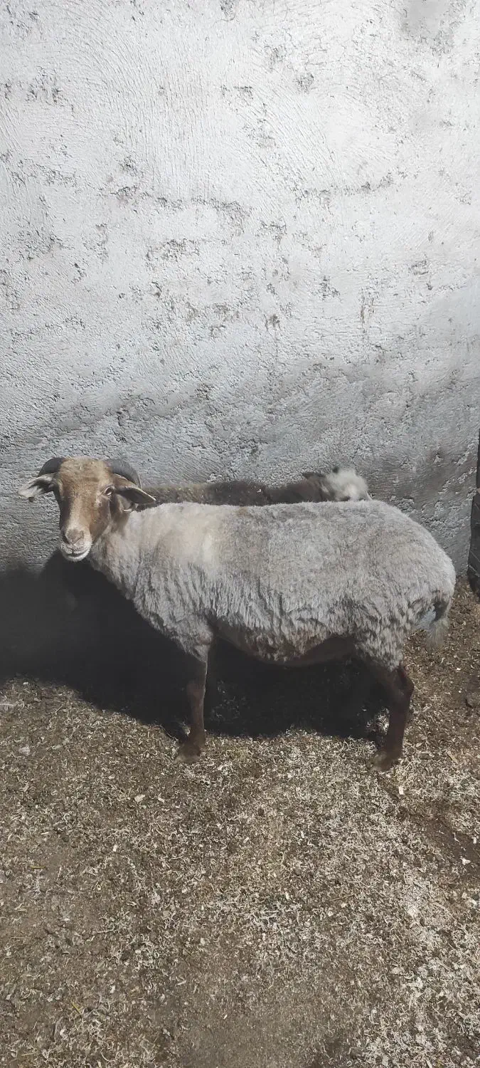 گوسفند با بره نر|حیوانات مزرعه|رویان, |دیوار