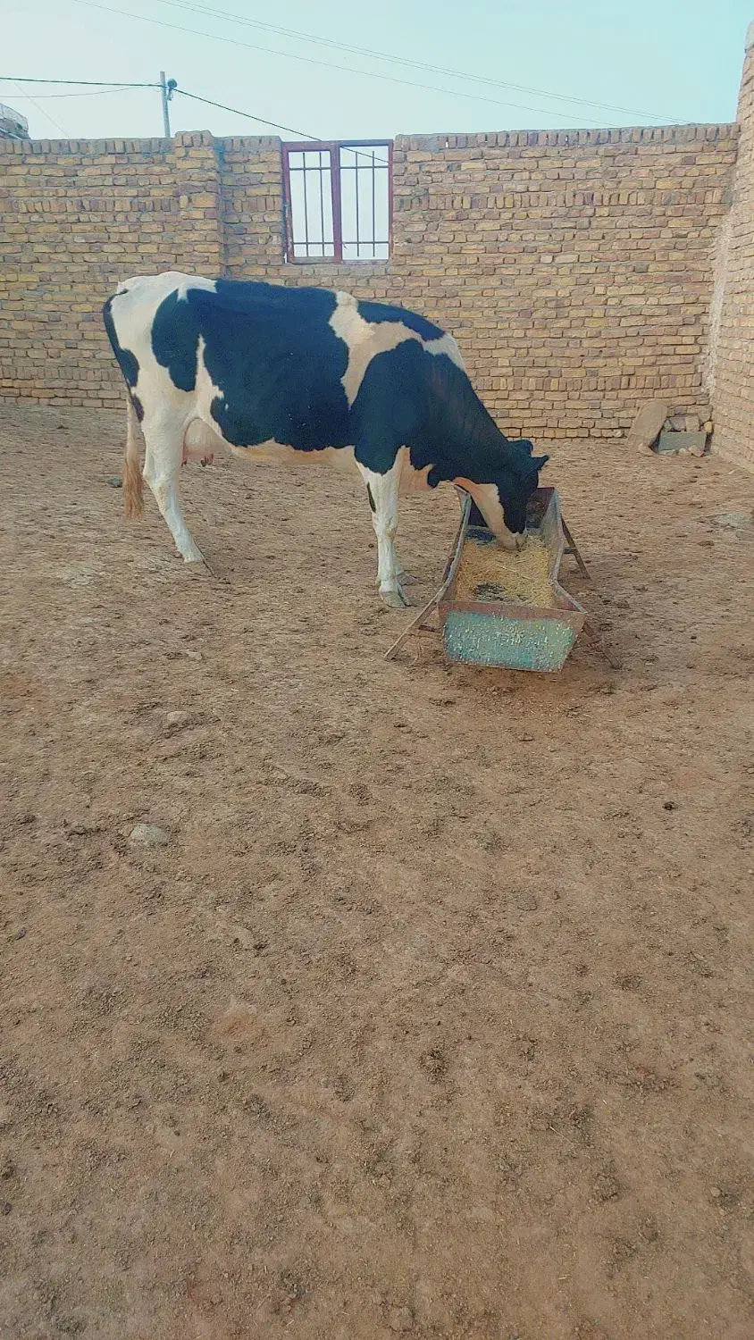گاو ۳ساله|حیوانات مزرعه|رضویه, |دیوار