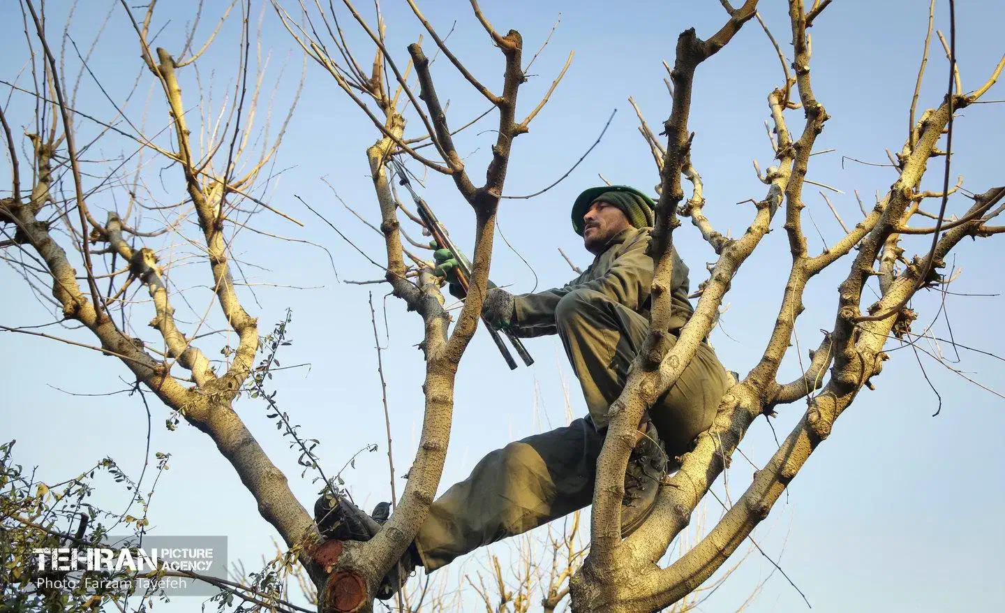 هرس کاری حرفه ای/هرس درختان/هرس|خدمات باغبانی و درختکاری|ماهنشان, |دیوار