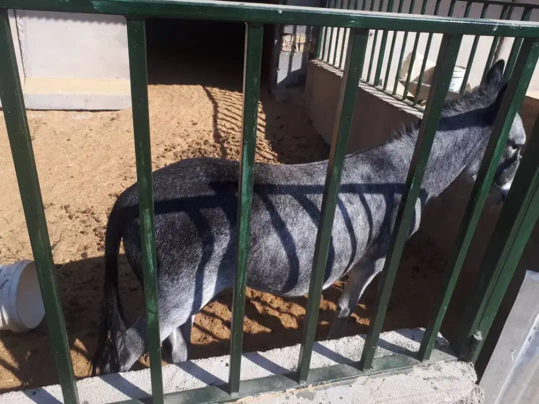 الاغ ( خرماده باکره)|حیوانات مزرعه|زرقان, |دیوار